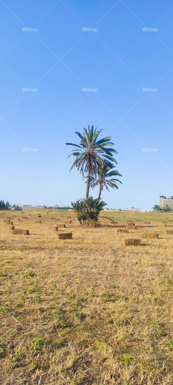 Hello my friends, I hope you support me and you all love the palm tree in the midst of nature