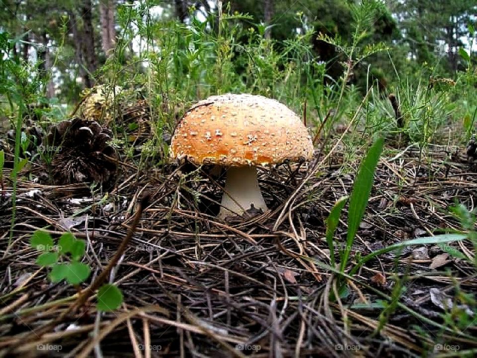 Lone mushroom