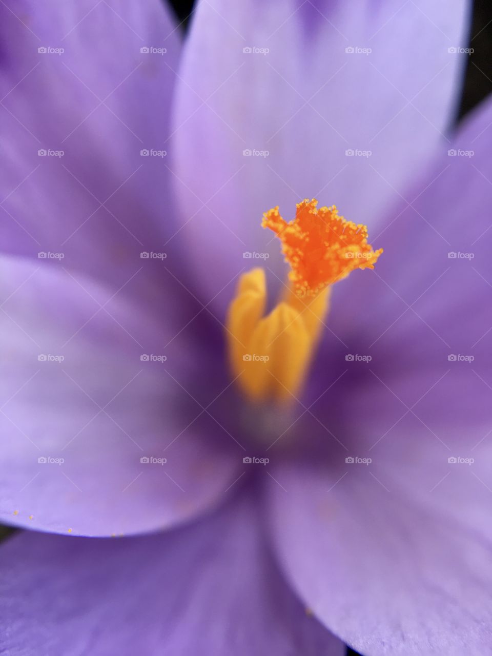 Purple flower crocus with orange stamen in macro