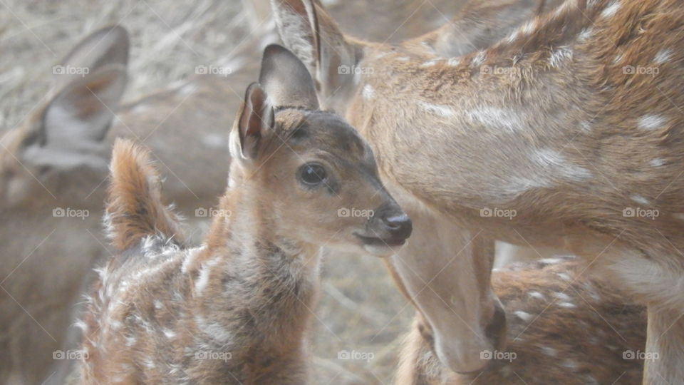 Baby Spot Deer!!