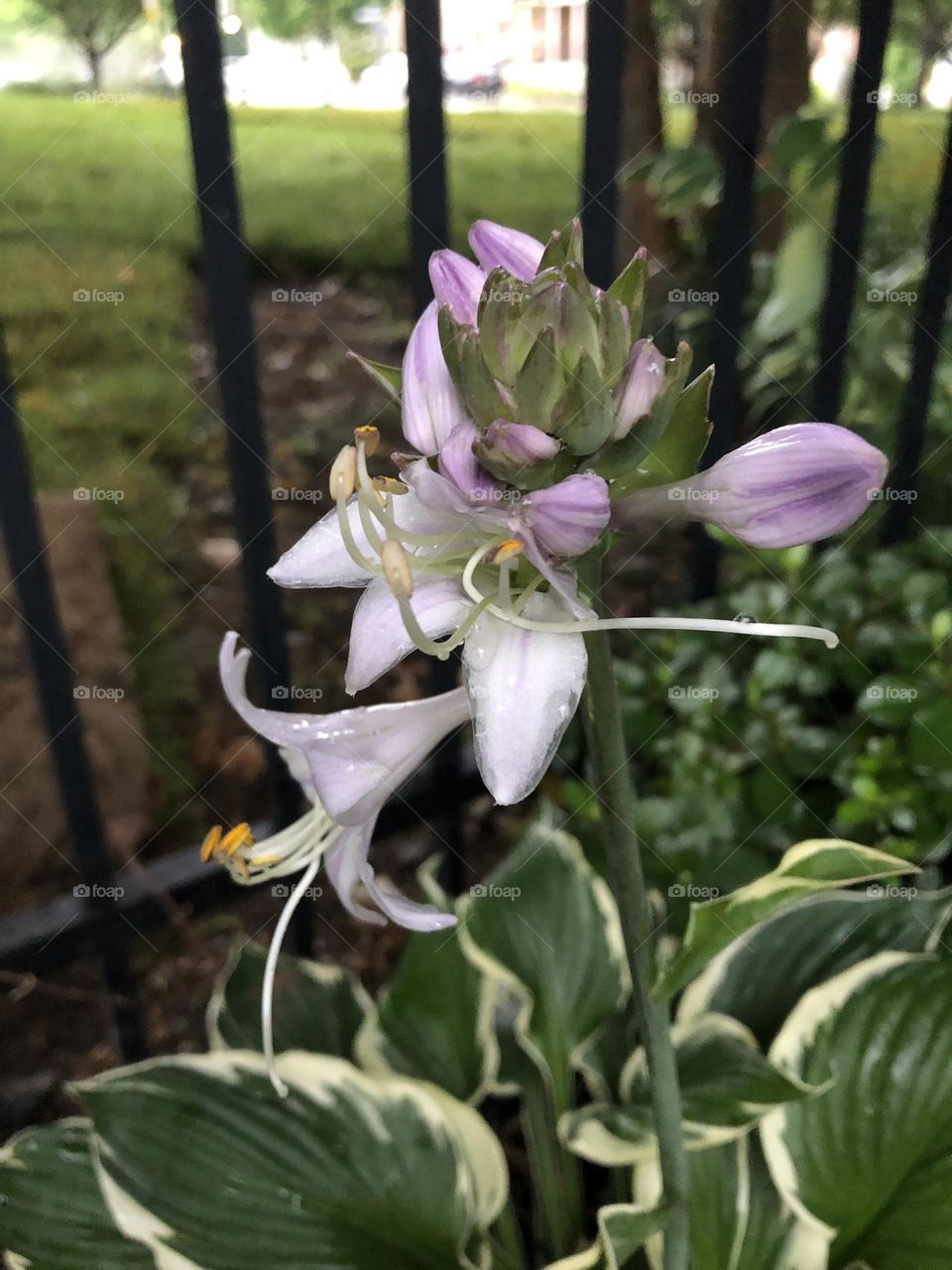 Backyard Hosta Flower