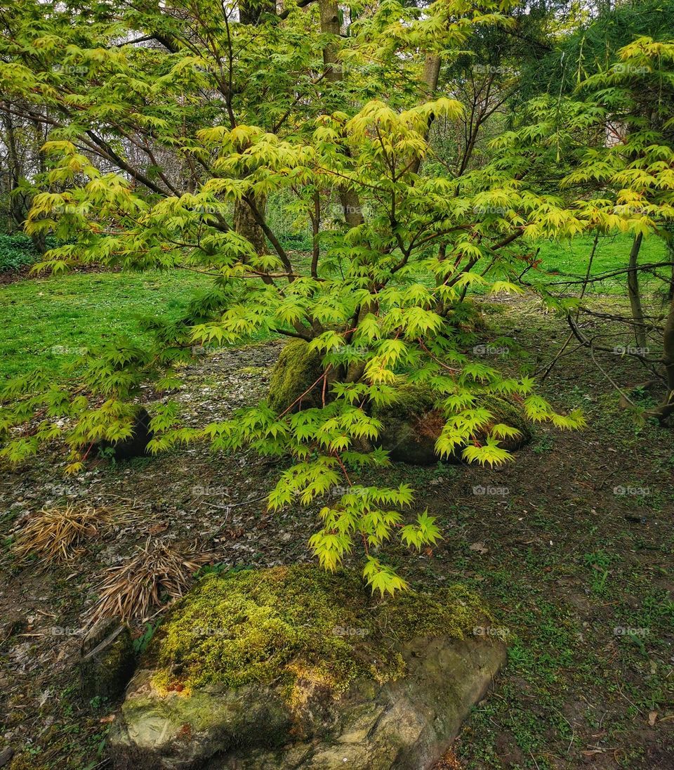 Japanese Maple tree