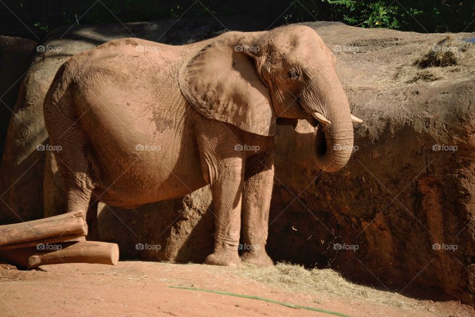 Captive Elephants still have to eat. 