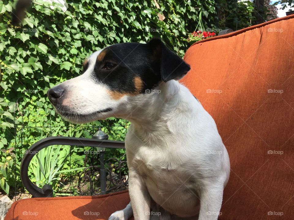 Cute Dog - Jack Russell Terrier breed sitting on patio chair at table in garden with climbing ivy in background conceptual Dog behavior and family pet training photography 