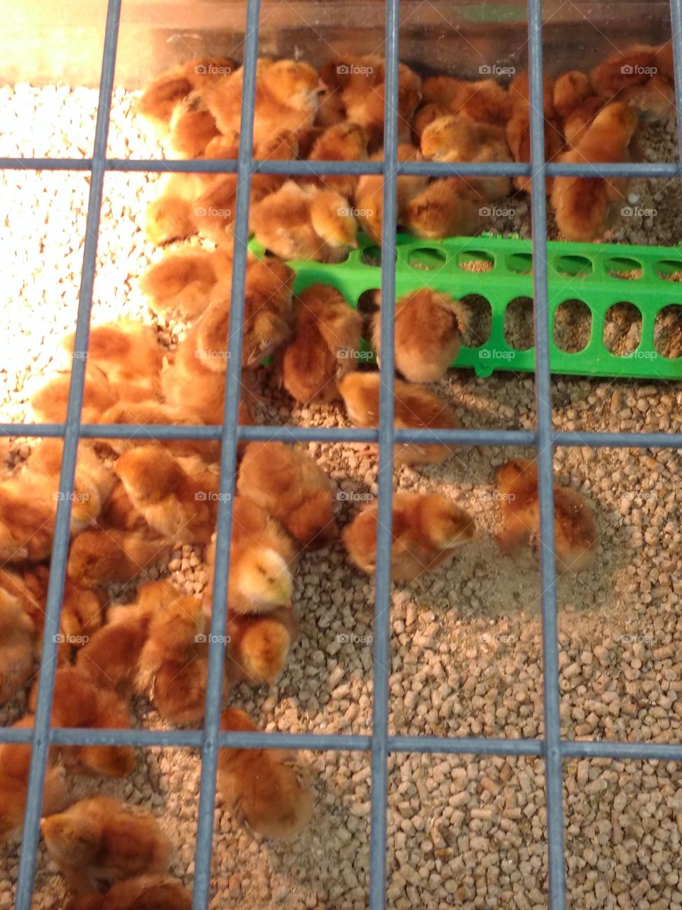 baby chicks for sale