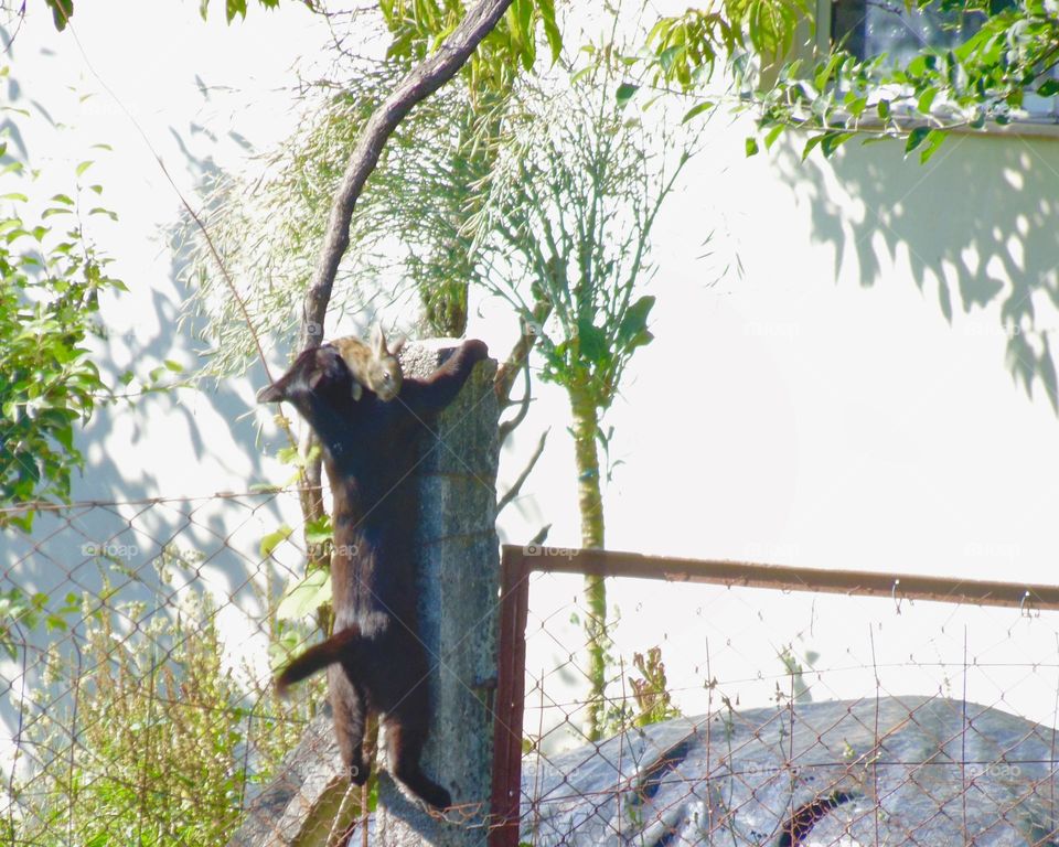 “Os gatos são independentes, o que quer dizer que são inteligentes.” 🐱