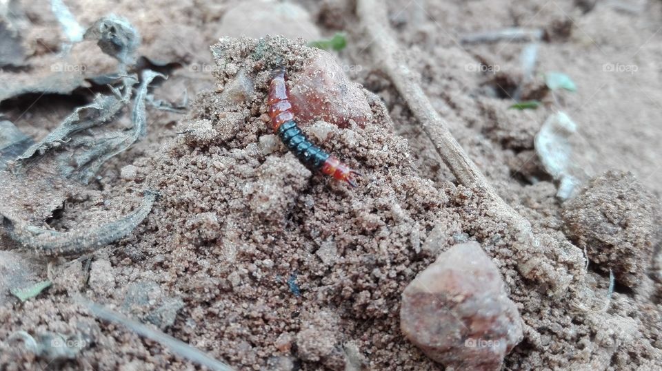 a different Centipede