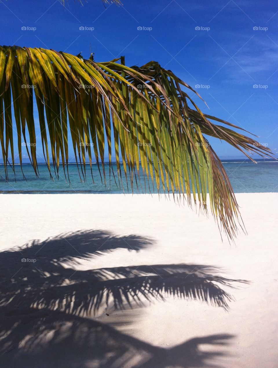 Palm tree shadow on beach, and nothing else !