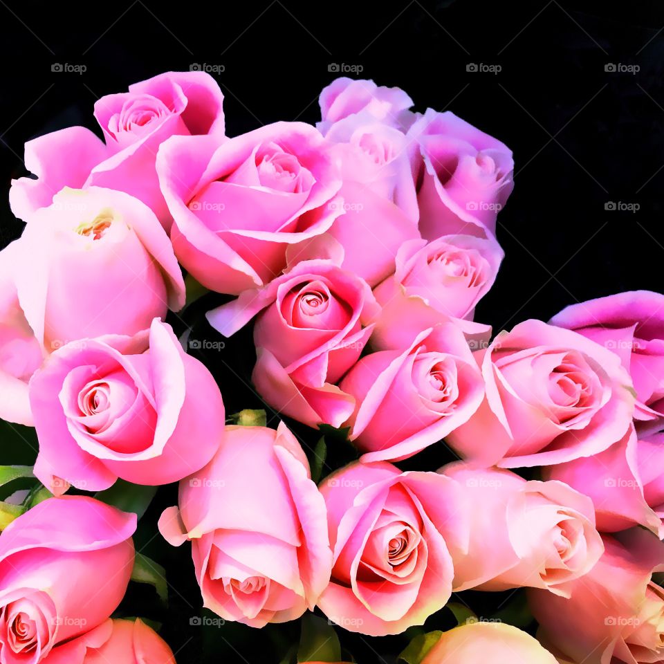 Pink roses