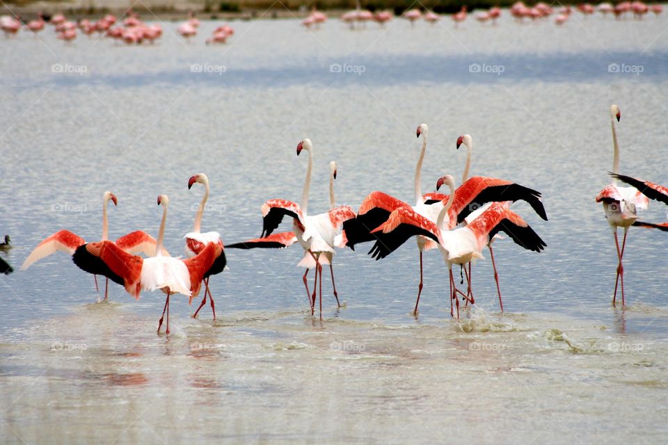 flamingos