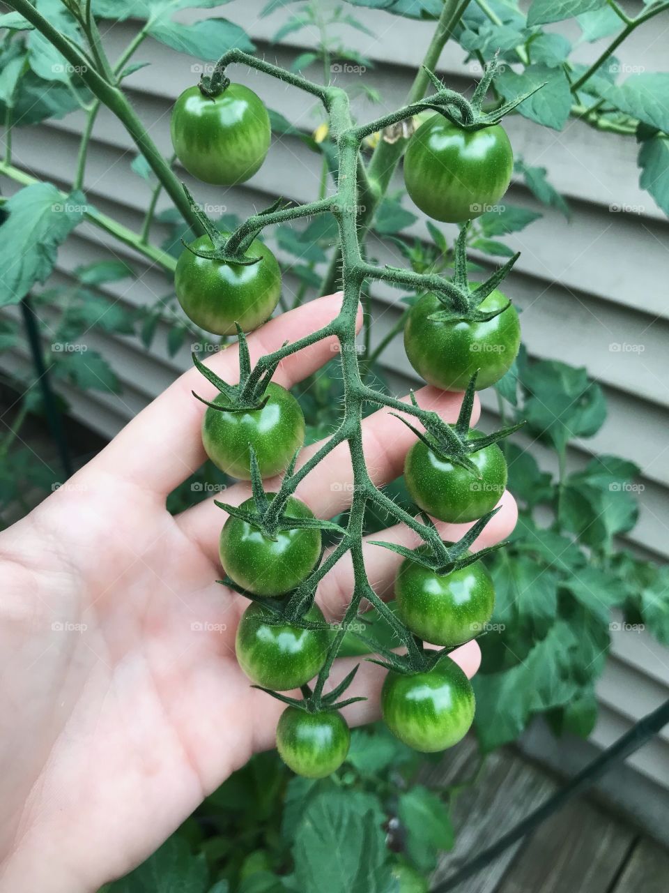 perfect tomato symmetry 