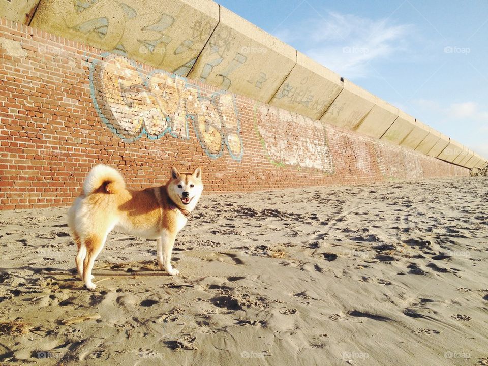 Happy shiba on the beach
