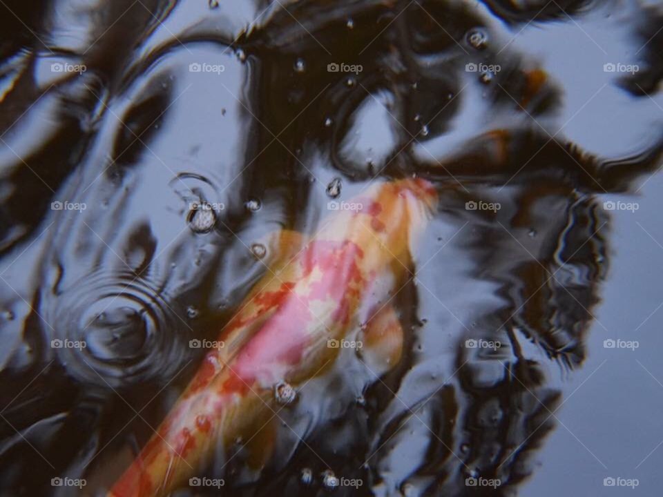 Koi fish reflections