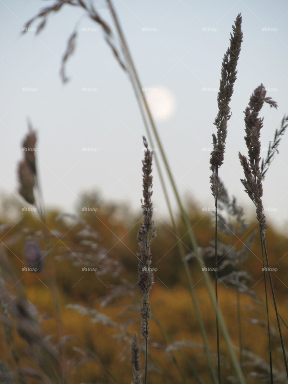 grass seed with moon in back ground