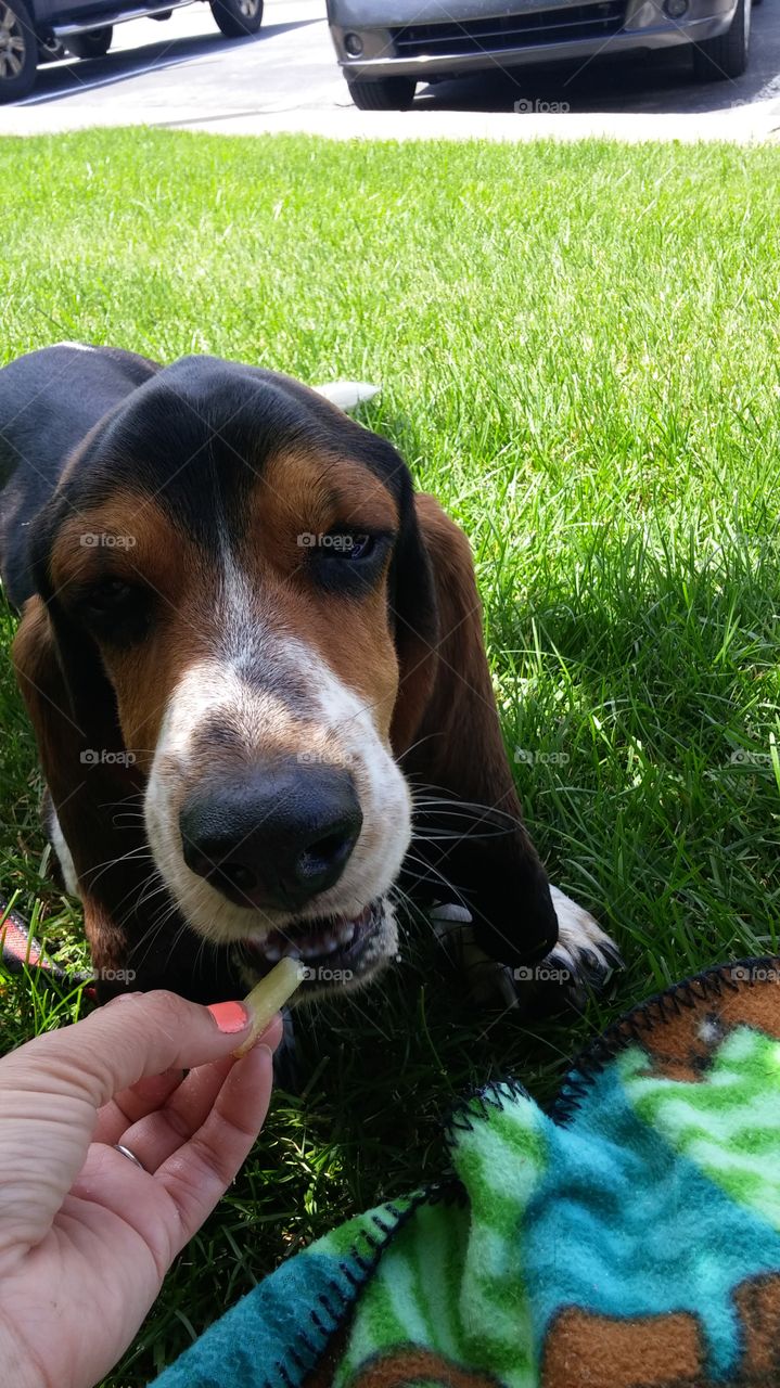 Basset Hounds first French fry
