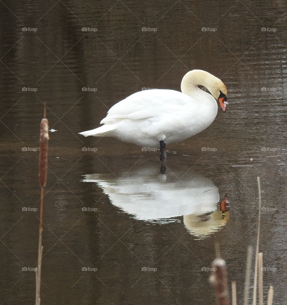 Reflecting Swan
