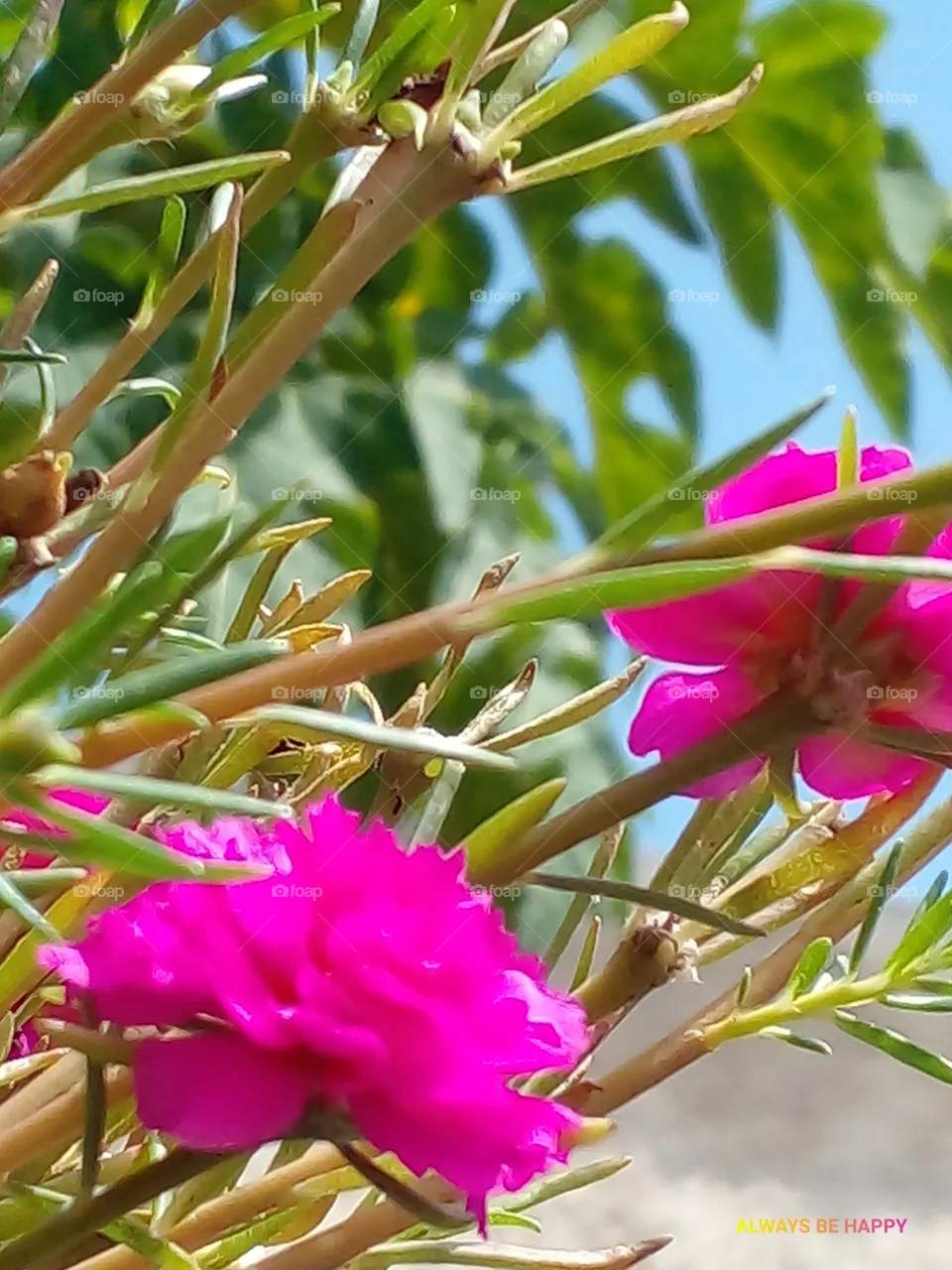 flower