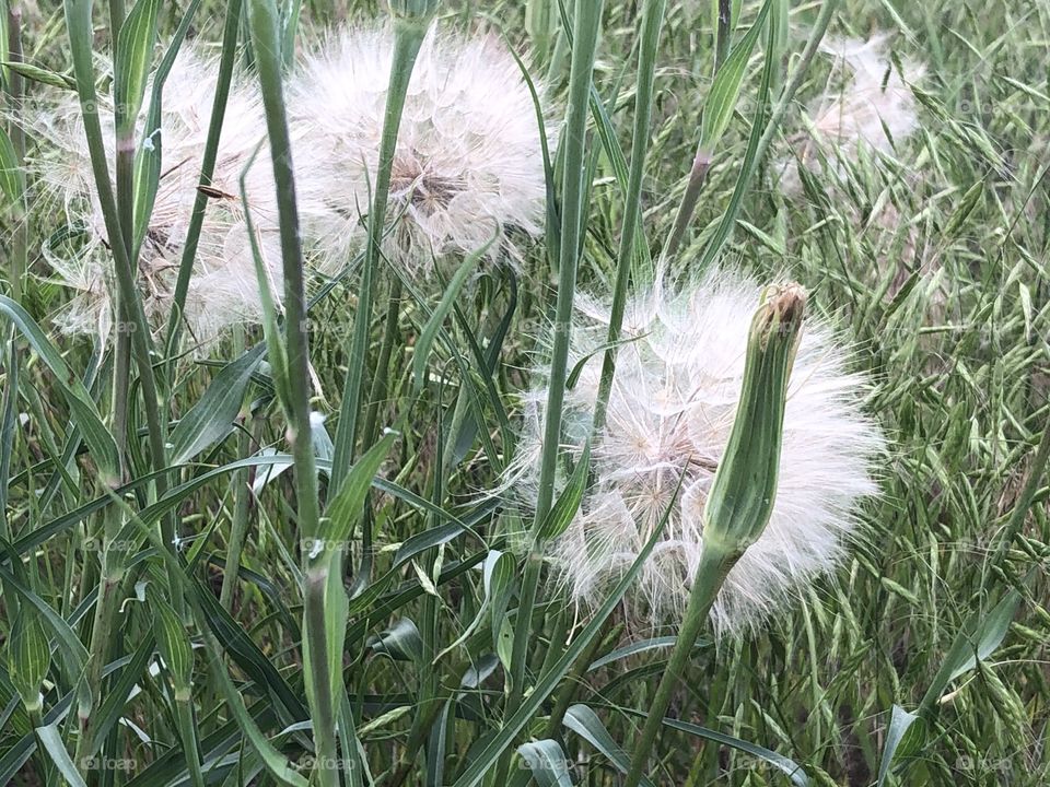 Wild flowers