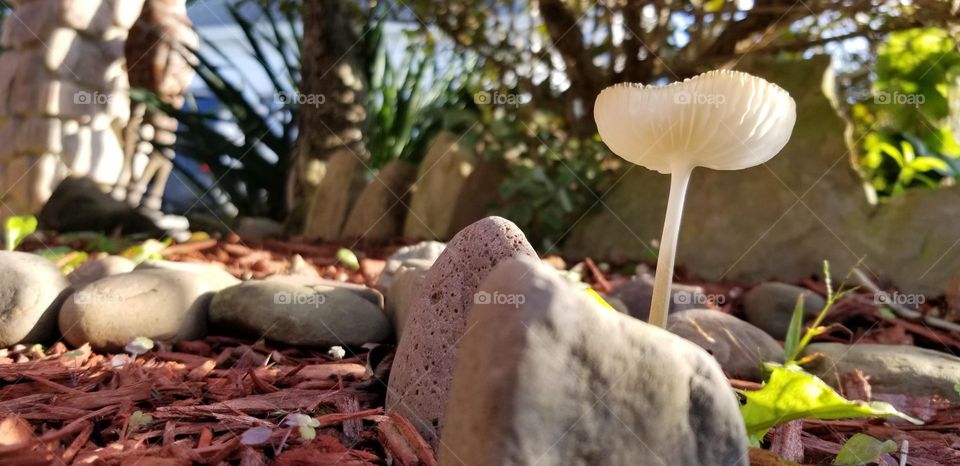 Little Mushroom In My Garden