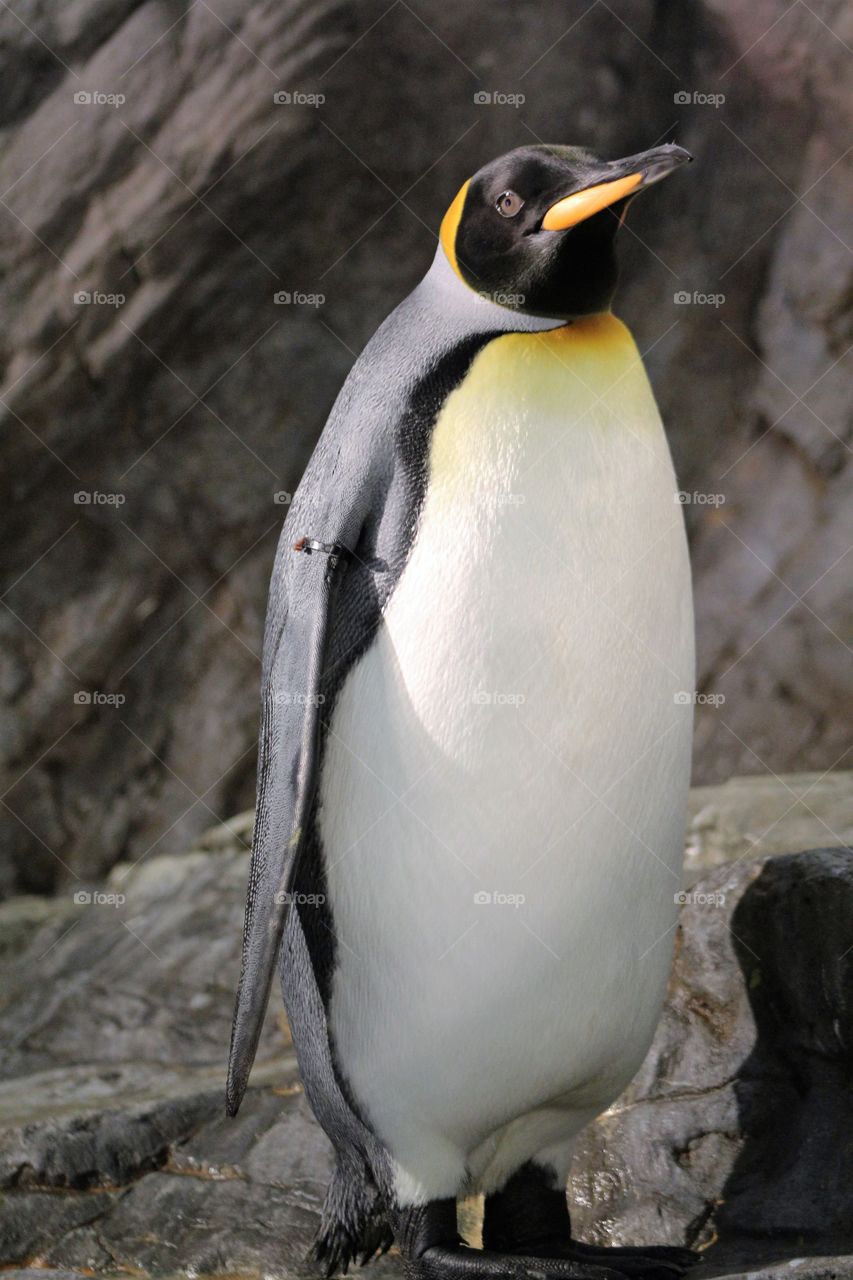 Penguin 