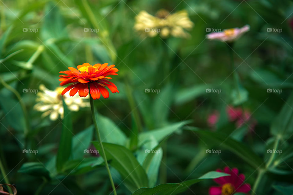 Colorful garden in the morning once the sun rises