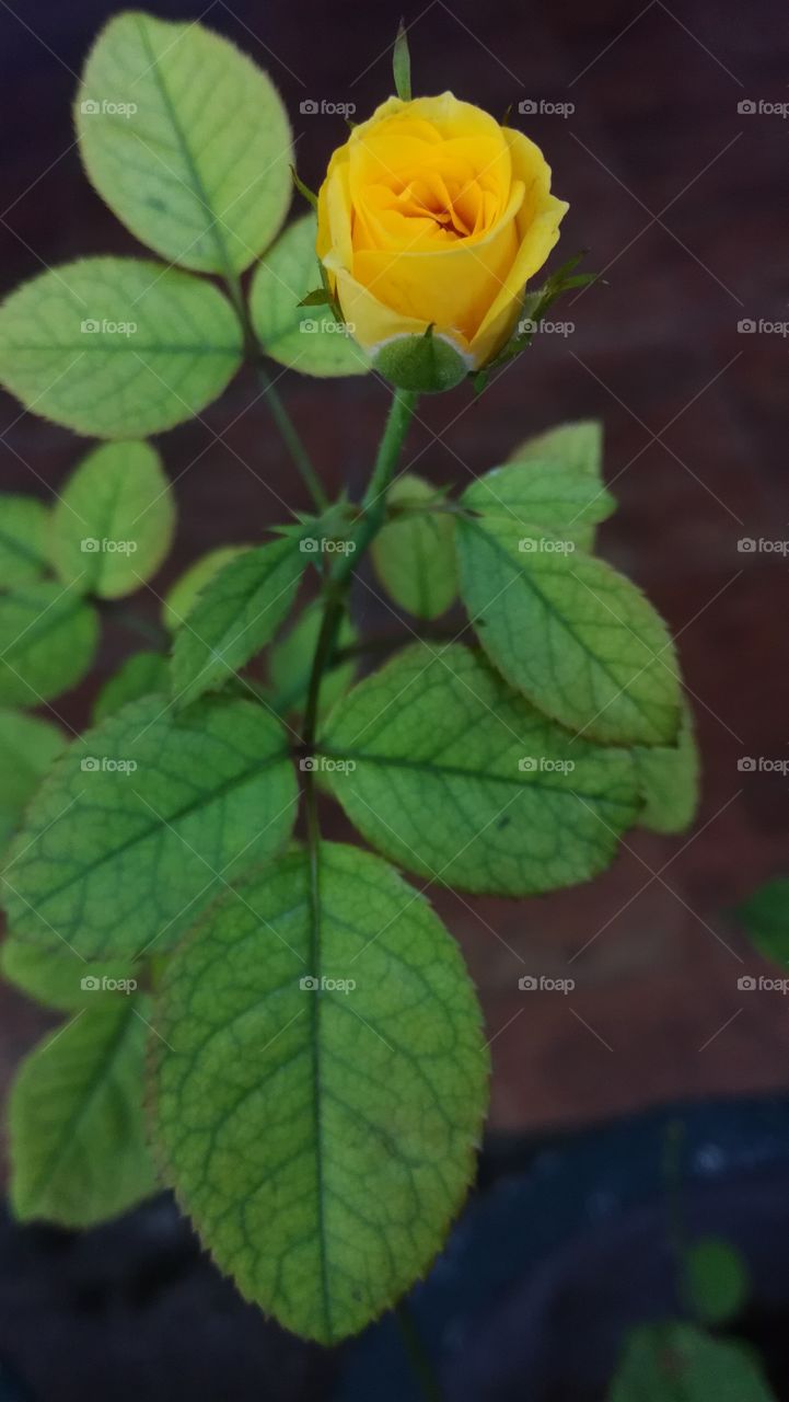 yellow Rose flower
