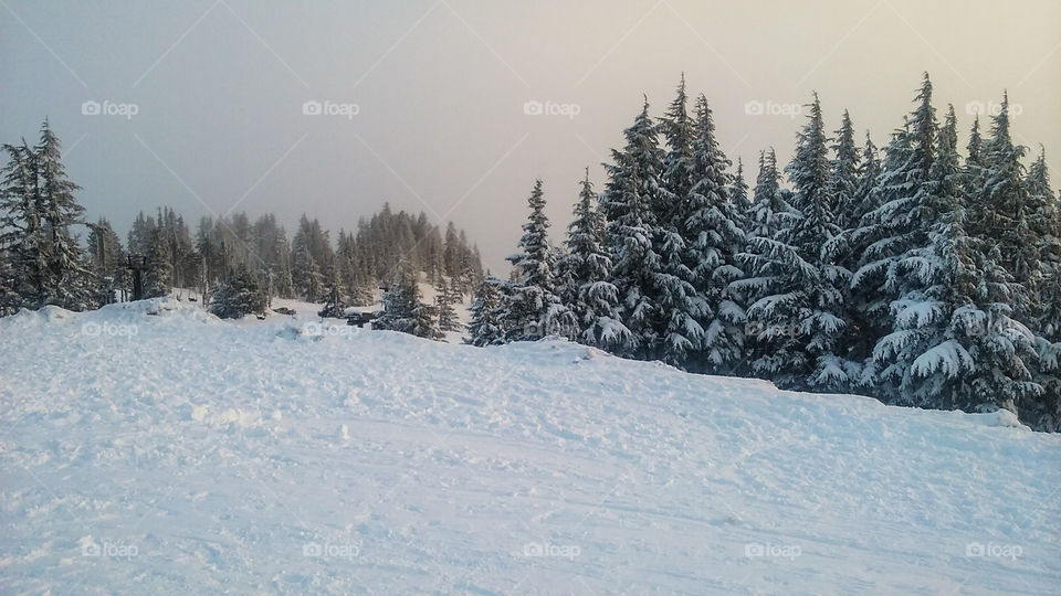 Winter landscape