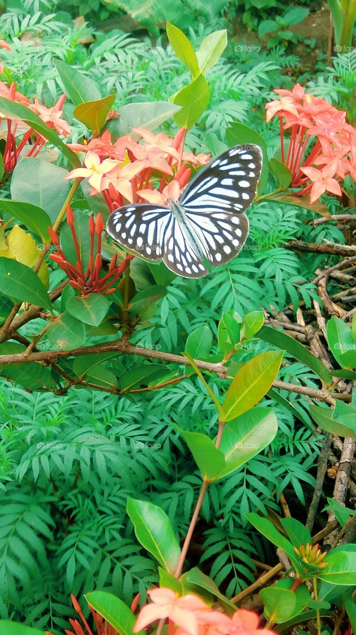 This is a beautiful flowers and butterfly