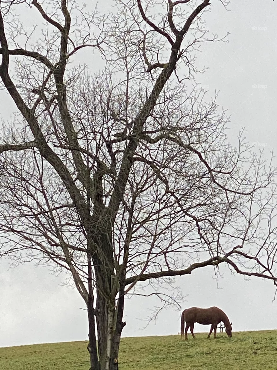 Horse 