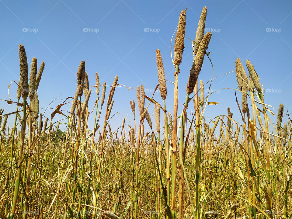 backdrop of ripening ears of millet field on the afternoon blue sky background. Copy space of the setting sun rays on horizon in rural meadow Close up nature photo Idea of a rich harvest