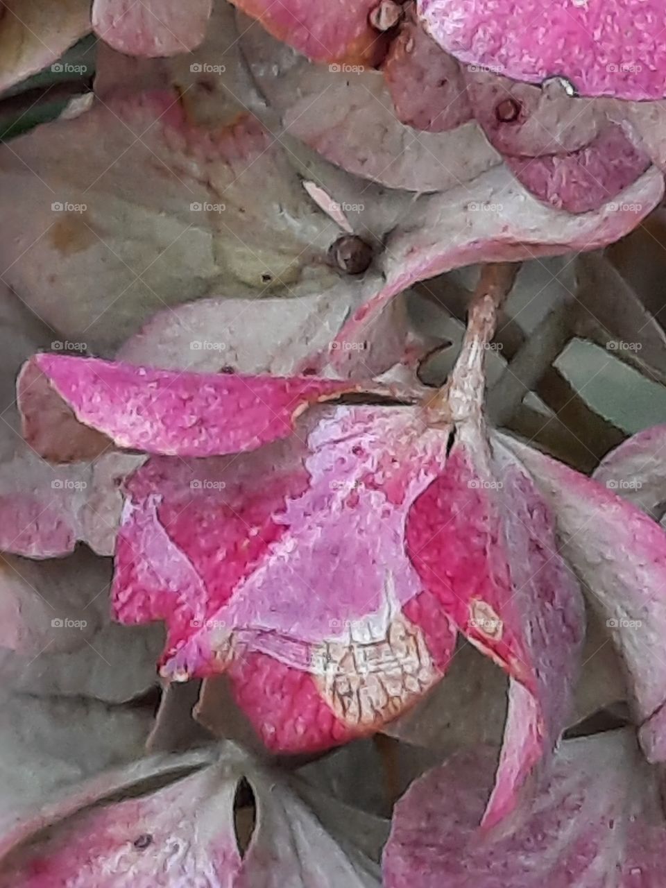 winter garden - pink petals of hydrangea flowers damaged by frost