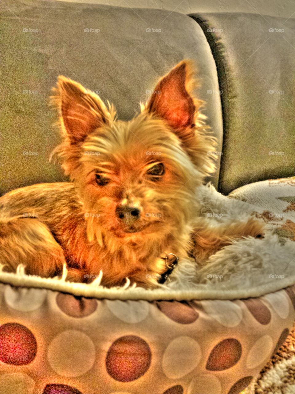 "Sierra The Yorkie". Sierra posing for a close up