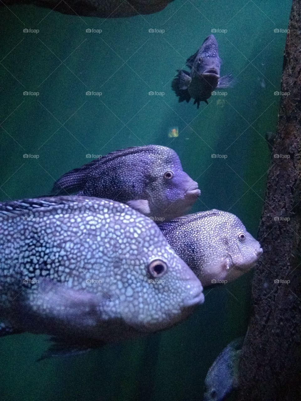 Purple Fishes. New Orleans Aquarium