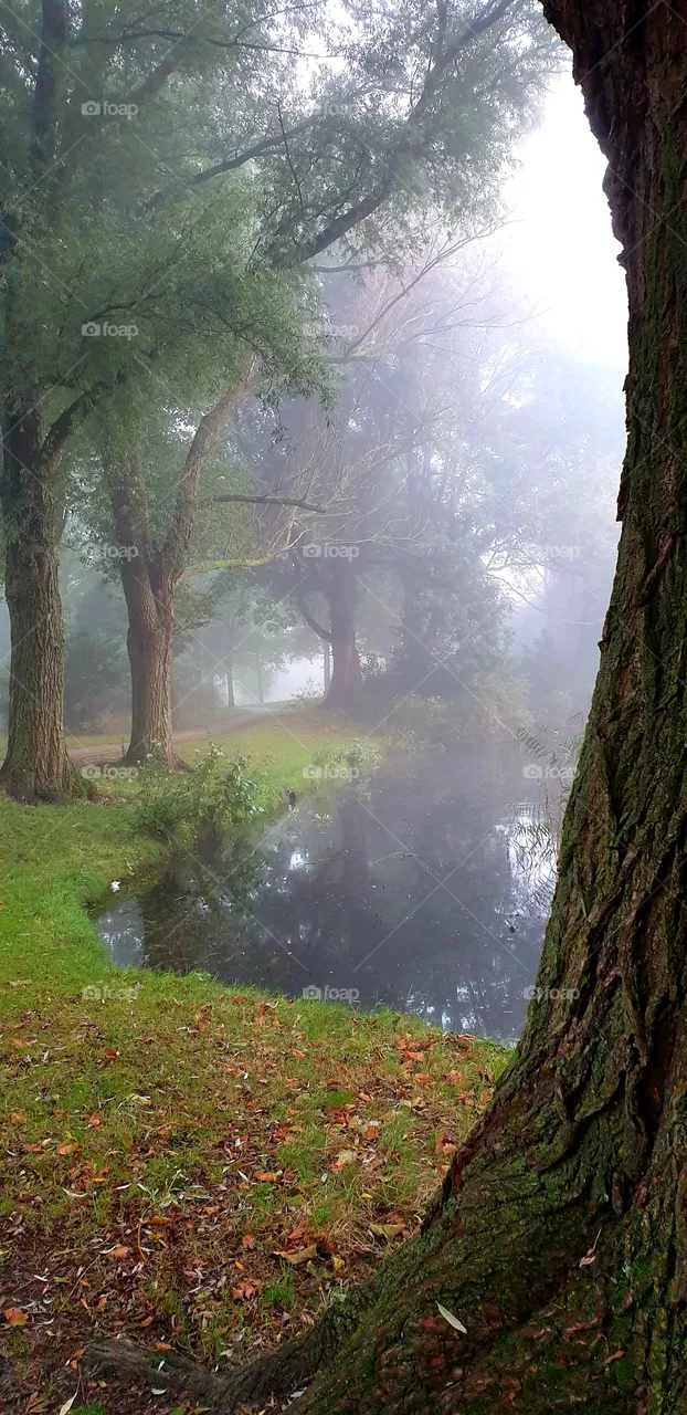 Foggy park
