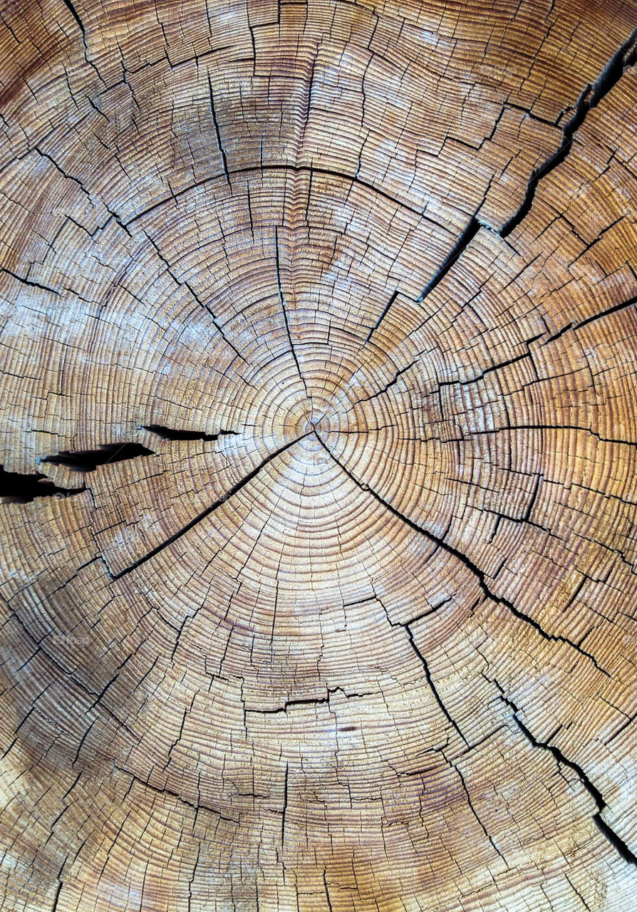 Tree Ring