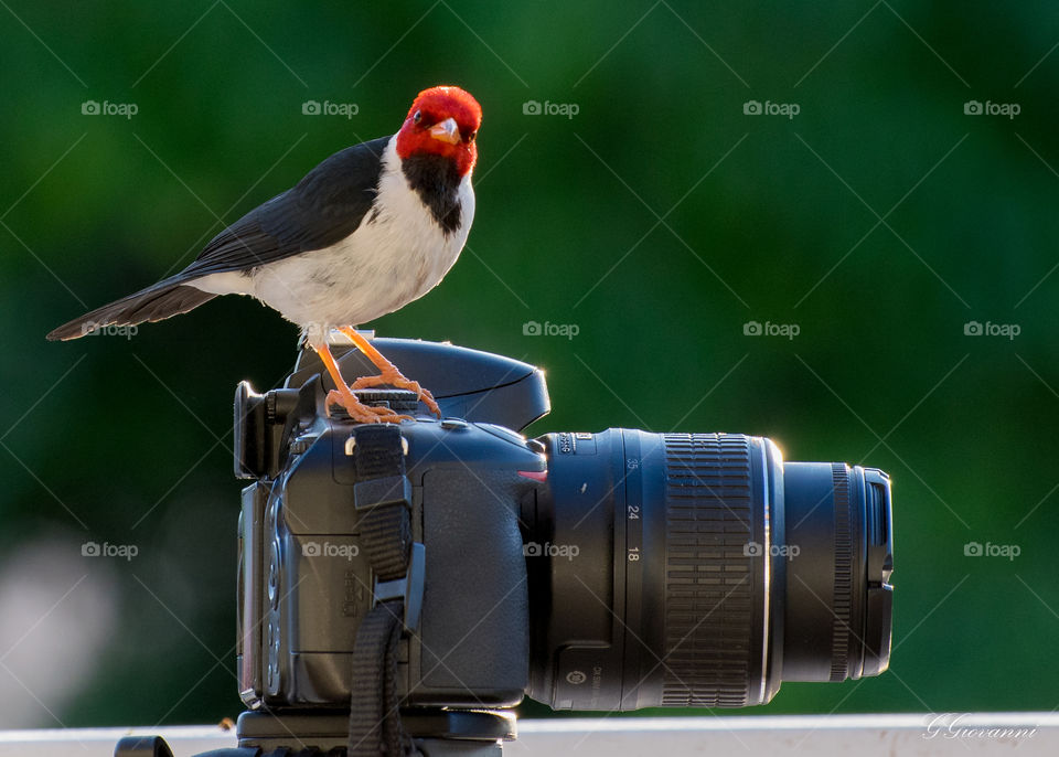 curious (pássaro curioso com a câmera fotográfica)
