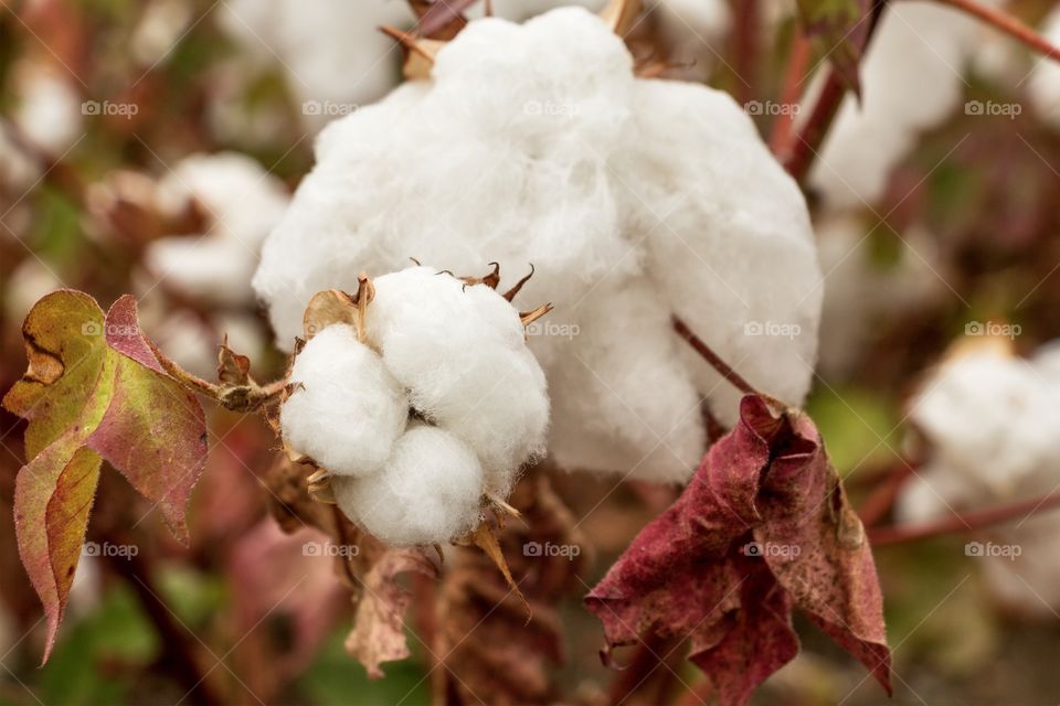Cotton ball on the plant 