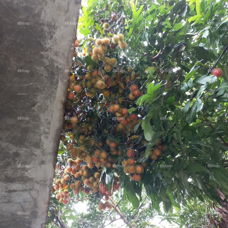 The rambutan tree bears a lot of fruit and is ready to be harvested