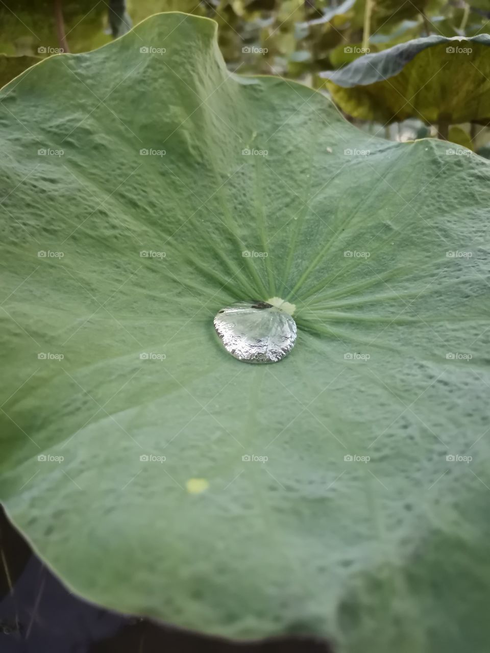 Water Droplet in a leaf
