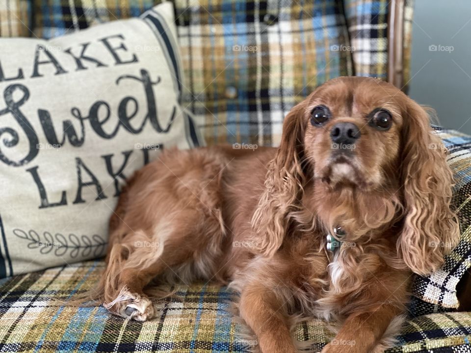 A beautiful Cavalier King Charles Spaniel sitting in his favorite comfy chair 