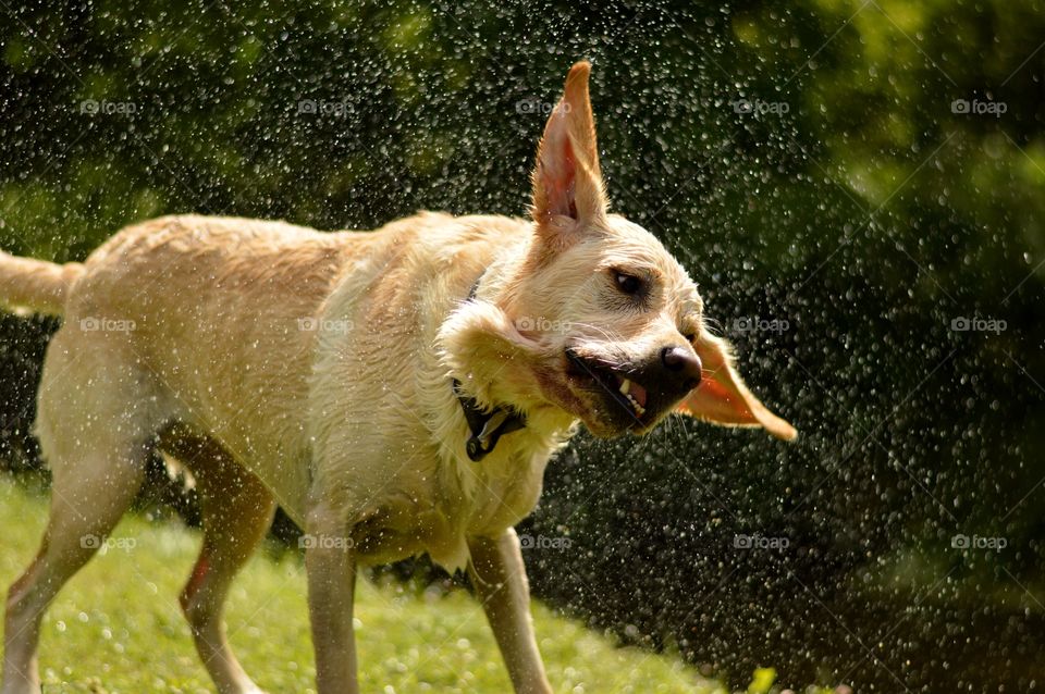 Wet dog 