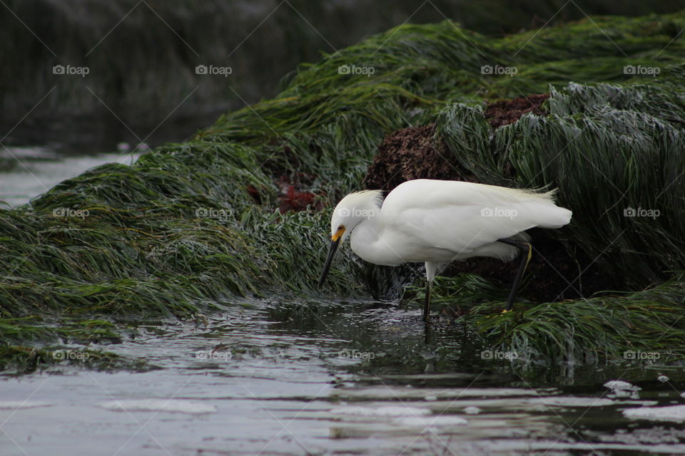 White bird in water