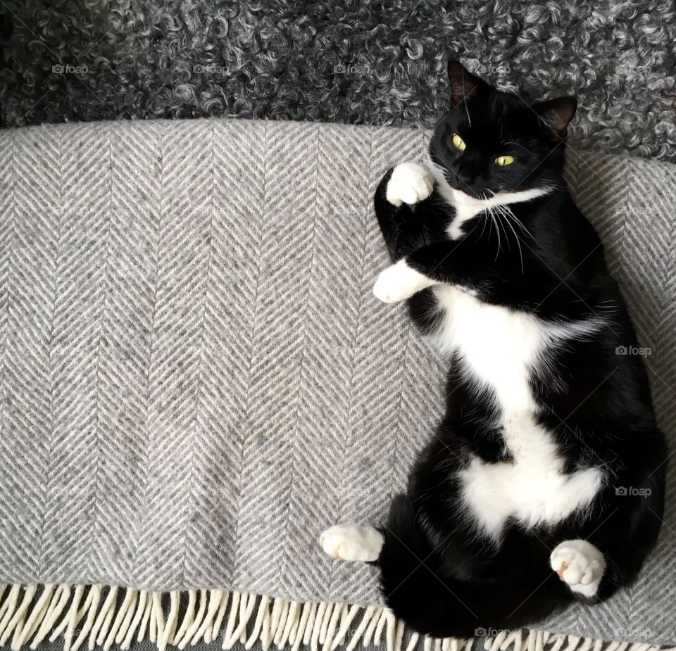 Black and white cat on grey wool blanket