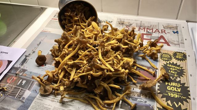 Autumn harvest of  wild chanterelles 