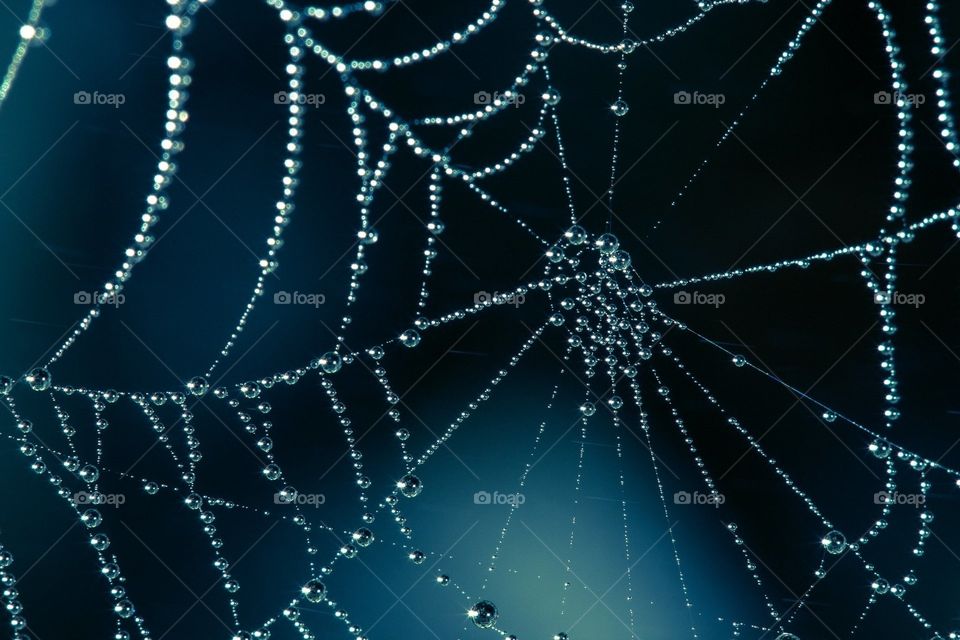 spider web🐾🕷️