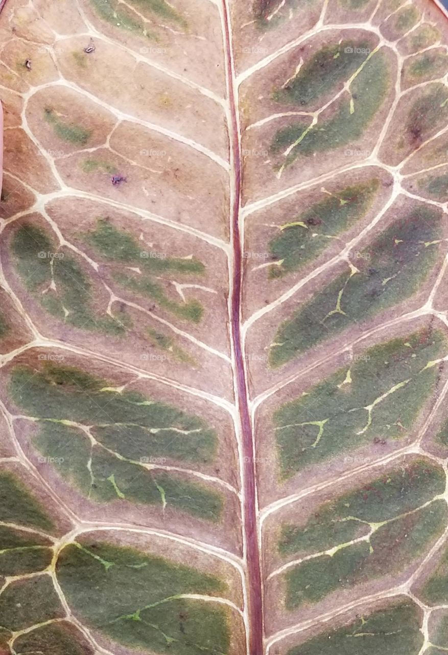 abstract leaf