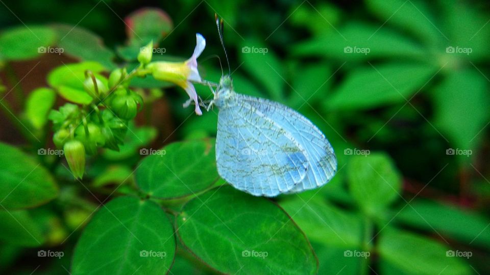 A white butterfly perched on flower