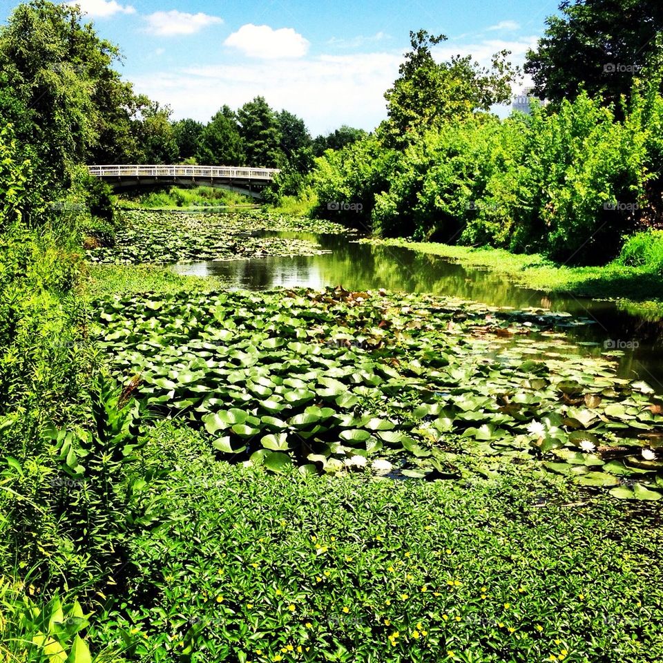 Lilly pad park