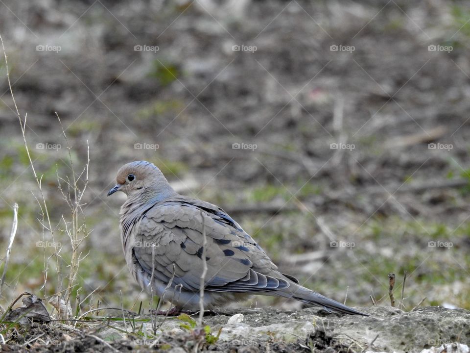 Hiding in the garden 