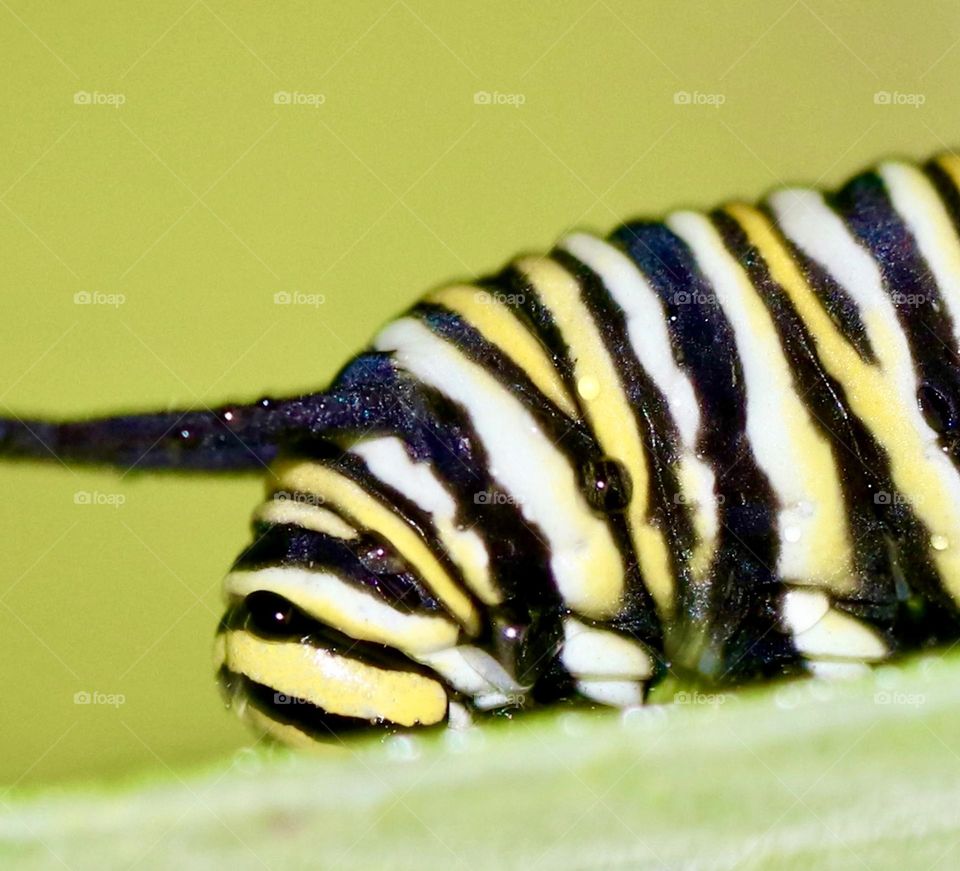 Closeup of a monarch caterpillar 